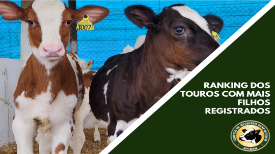Touros com maior número de filhas (os) registrados no Paraná - 2024